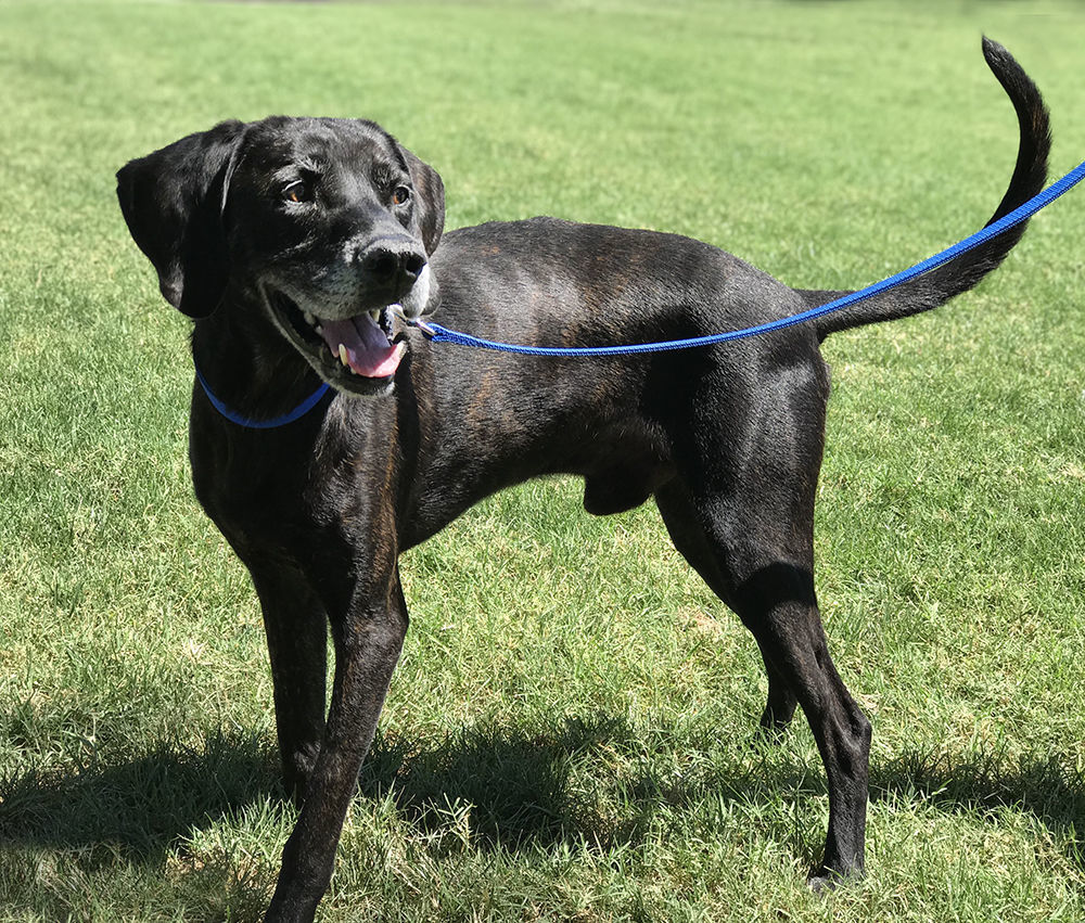 Adopt a friend: Elwood